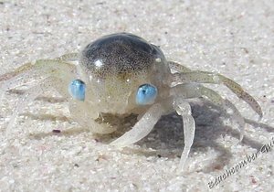 Blue eyed Beachcomber